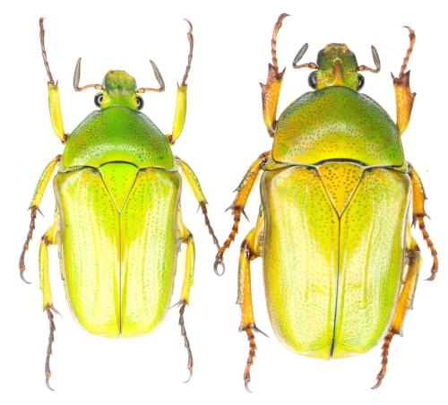 Heterorhina nigritarsis nigritarsis
